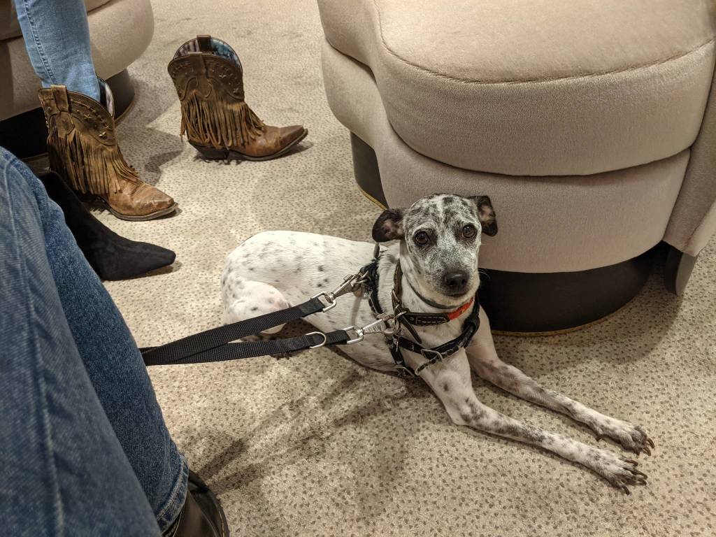 Cane Lena perso a Bardello