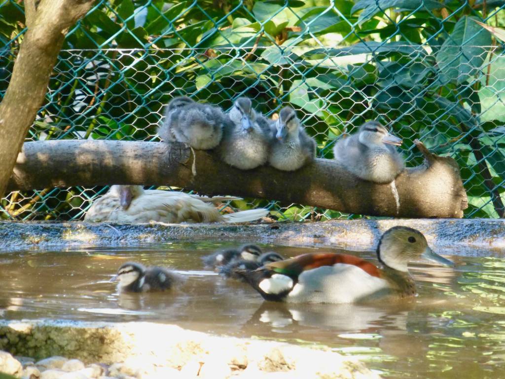 L\'alzavola brasiliana e la sua prole