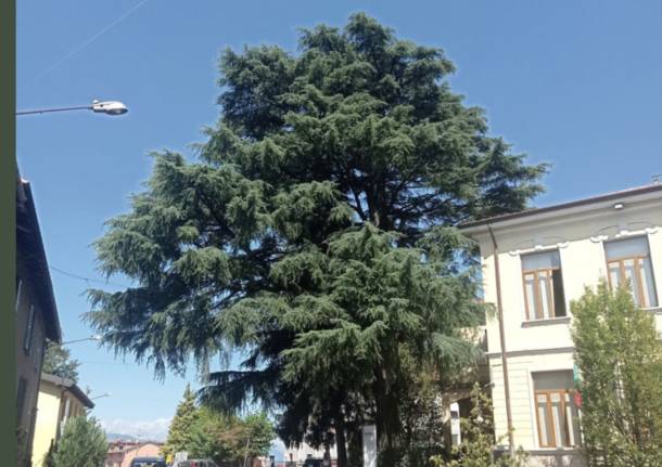 cedro del libano a biandronno