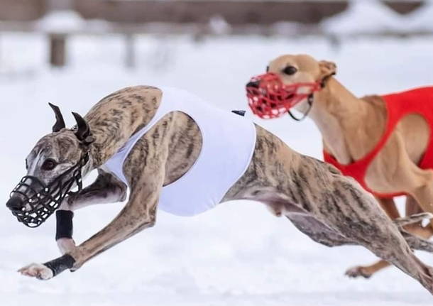 corsa coursing cani levrieri