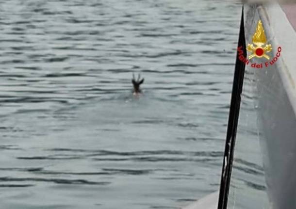 cpriolo nel lago maggiore salvato dai vigili del fuoco