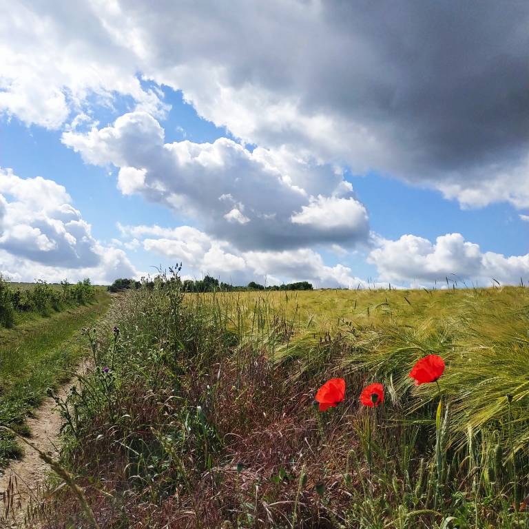 Da Canterbury a Leuca a piedi lungo la via Francigena. Il viaggio di beneficenza di Federica 