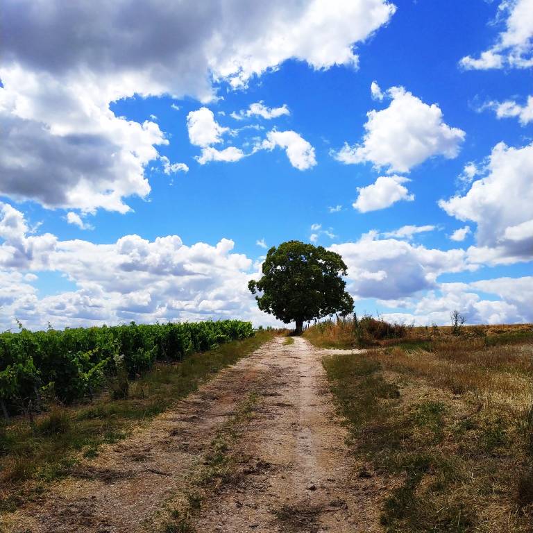 Da Canterbury a Leuca a piedi lungo la via Francigena. Il viaggio di beneficenza di Federica 