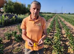 Frutta e verdura