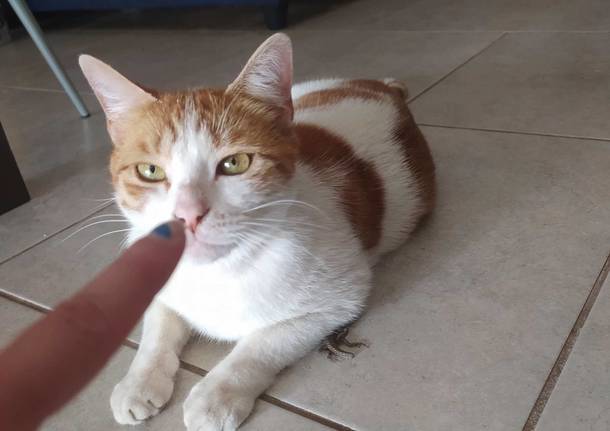Chi ha visto questo micio? È stato smarrito a Comerio