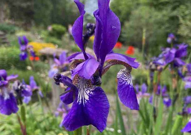 Gli orti botanici di Lombardia in fiore