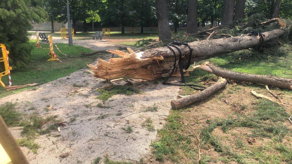 Il Cedro centenario del parco Borsellino a Legnano