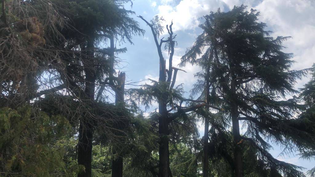Il Cedro centenario del parco Borsellino a Legnano
