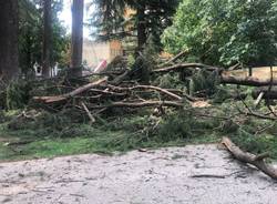 Il Cedro centenario del parco Borsellino a Legnano