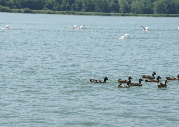 Lago di Varese, la traversata da Bodio alla Schiranna