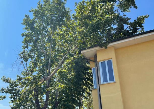 Maltempo nell'Alto Milanese, albero cade sul tetto di una scuola a Buscate