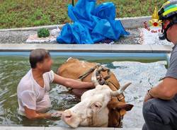 Mucca scivola in piscina