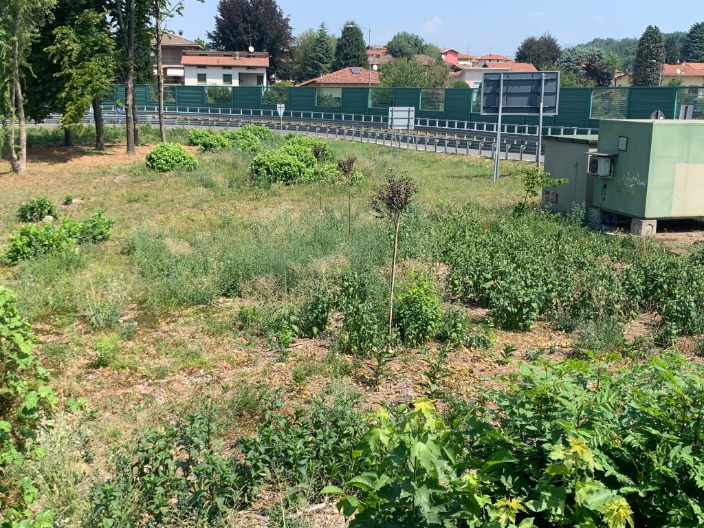 Nuovi alberi morti autostrada A8