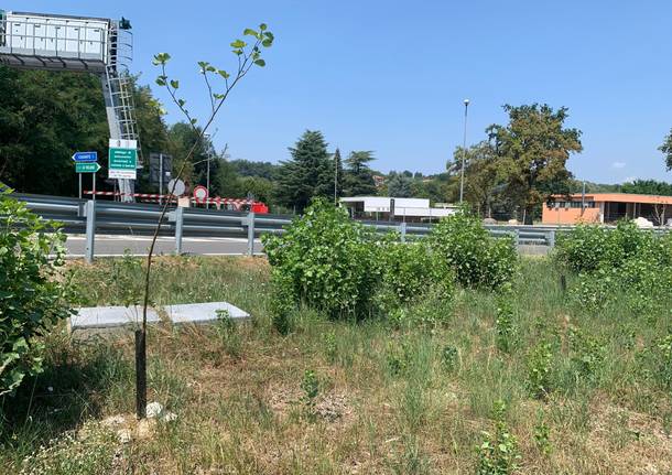 Nuovi alberi morti autostrada A8