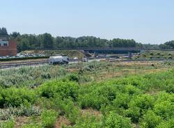 Nuovi alberi morti autostrada A8