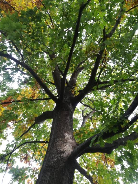 outdoor education scuola bosco varese