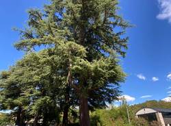 cedro di viale aguggiari