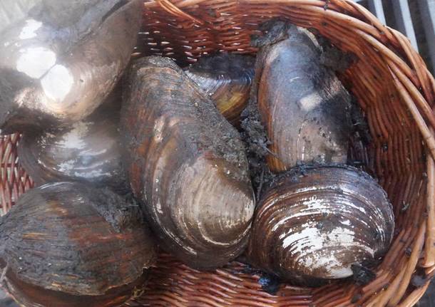 cozze laghetto Cicogna