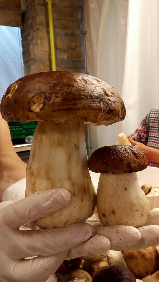 Festa del Fungo di Cunardo