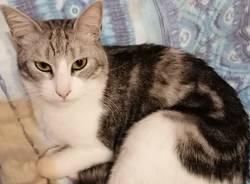 Il racconto della domenica