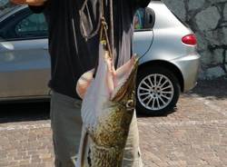 luccio 131 cm pescato ad Arolo
