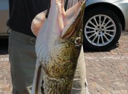 luccio 131 cm pescato ad Arolo