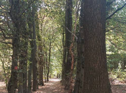 PArco Alto Milanese 