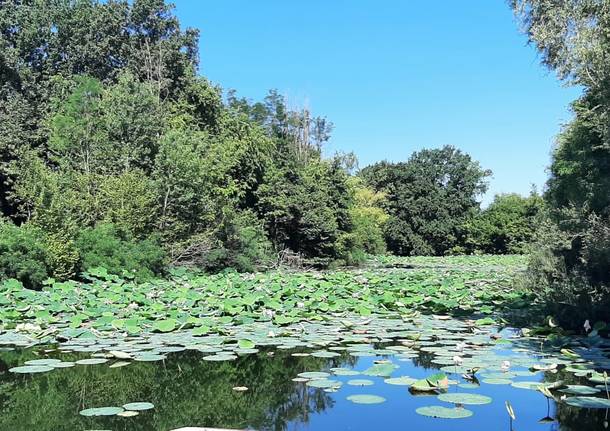 Tartarughe esotiche abbandonate, nel Parco delle Groane parte la campagna di contenimento