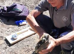 Tartarughe esotiche abbandonate, nel Parco delle Groane parte la campagna di contenimento