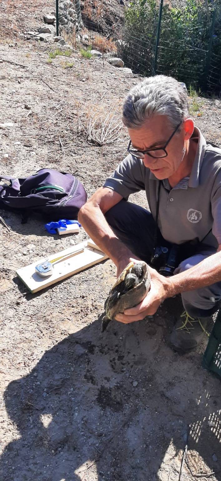 Tartarughe esotiche abbandonate, nel Parco delle Groane parte la campagna di contenimento