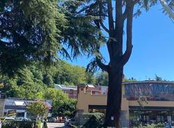 cedro viale aguggiari varese