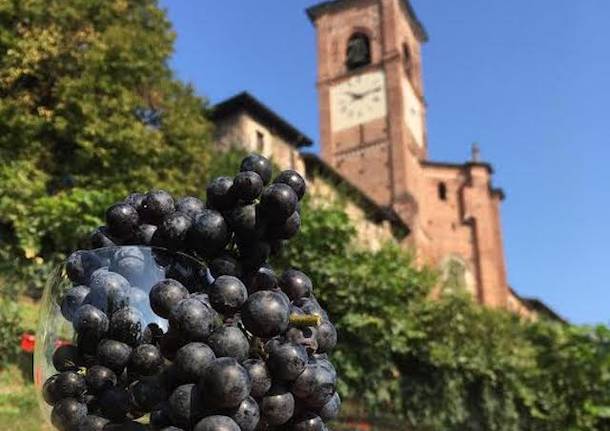 vino collegiata castiglione olona vigne