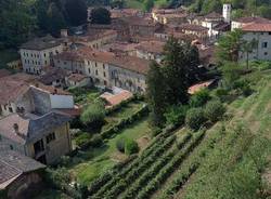 vino collegiata castiglione olona vigne