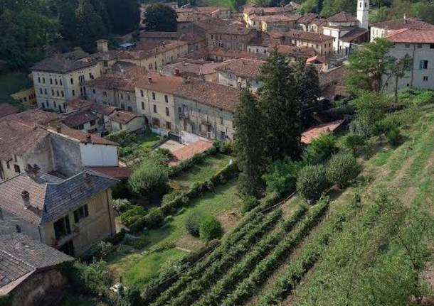 vino collegiata castiglione olona vigne