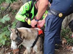 Il salvataggio del cane Otto