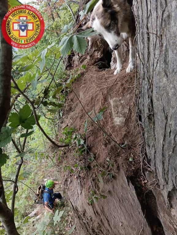 Il salvataggio del cane Otto