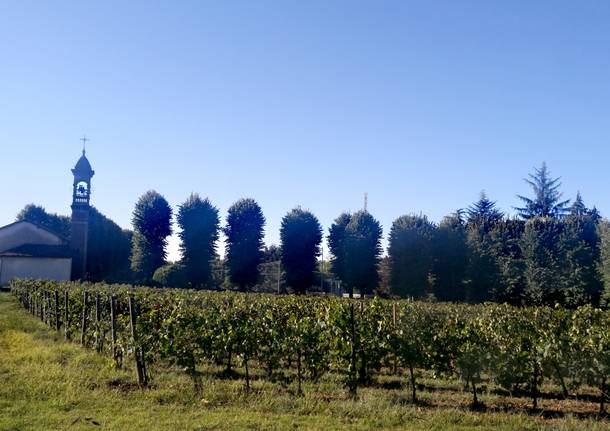La vigna \"Santa\"