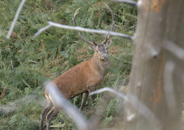 Cervo al Campo dei fiori