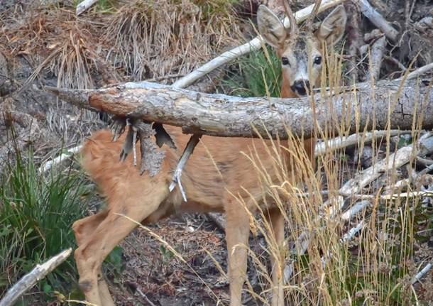 Cervo al Forte di Orino