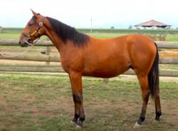 follia wind cavallo ippica nikola jokic