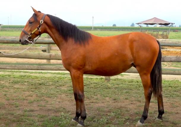 follia wind cavallo ippica nikola jokic