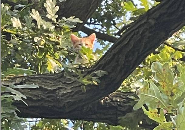 gatto bloccato su un albero a Robecchetto con Induno