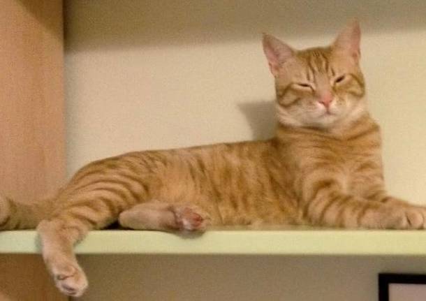 Il gatto rosso Pedro si è smarrito a Varese