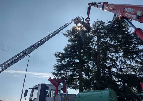 giardinieri bloccati mentre potano un albero