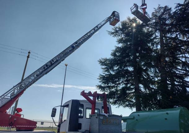 giardinieri bloccati mentre potano un albero