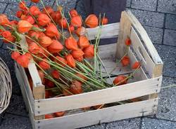 Green Market alla scuola di Morosolo