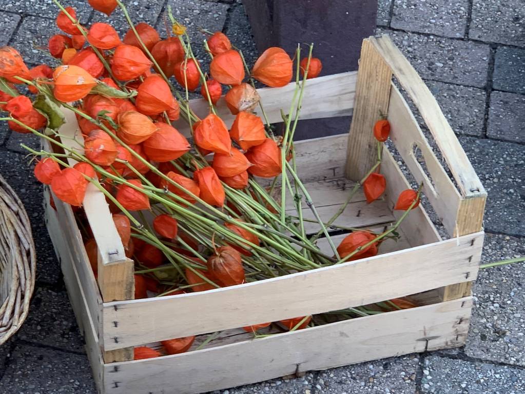 Green Market alla scuola di Morosolo