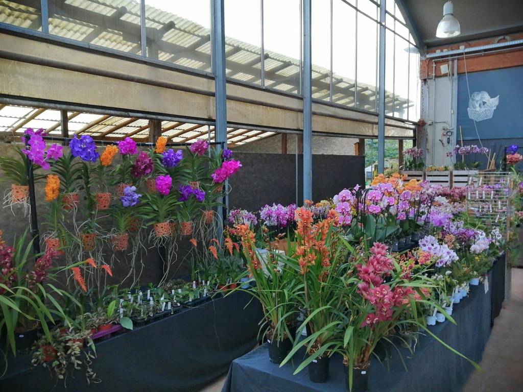 La 15^ edizione di Varese Orchidea da Agricola a Varese