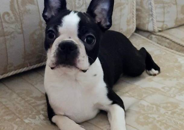 La cagnolina Liulai è scappata a Cuveglio