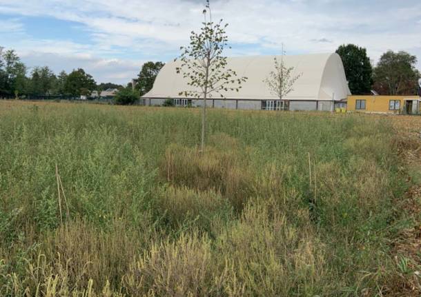 Nuovo bosco a San Giorgio su Legnano, Uniti per San Giorgio: "Area in stato di degrado"